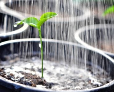 Over Pouring a young plant from a watering can
