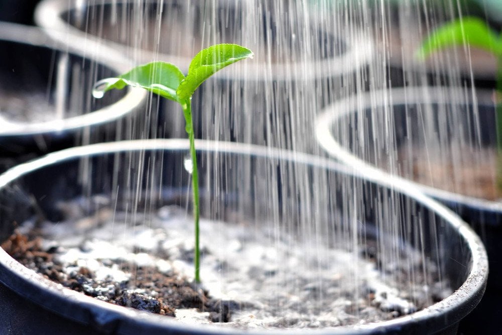 Over Pouring a young plant from a watering can