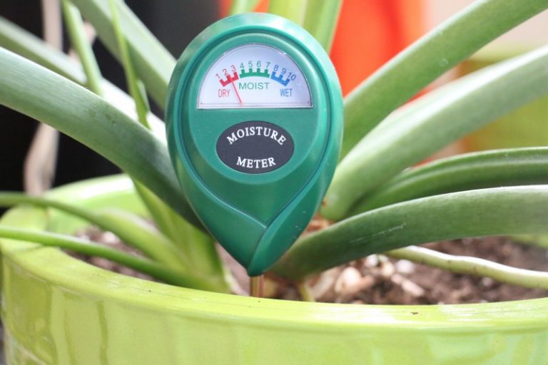 Why Does OverWatering Kill Plants? » ScienceABC