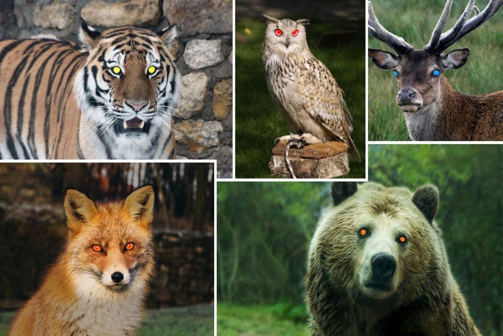 Animais eyeshine Cervos tigre coruja raposa urso marrom