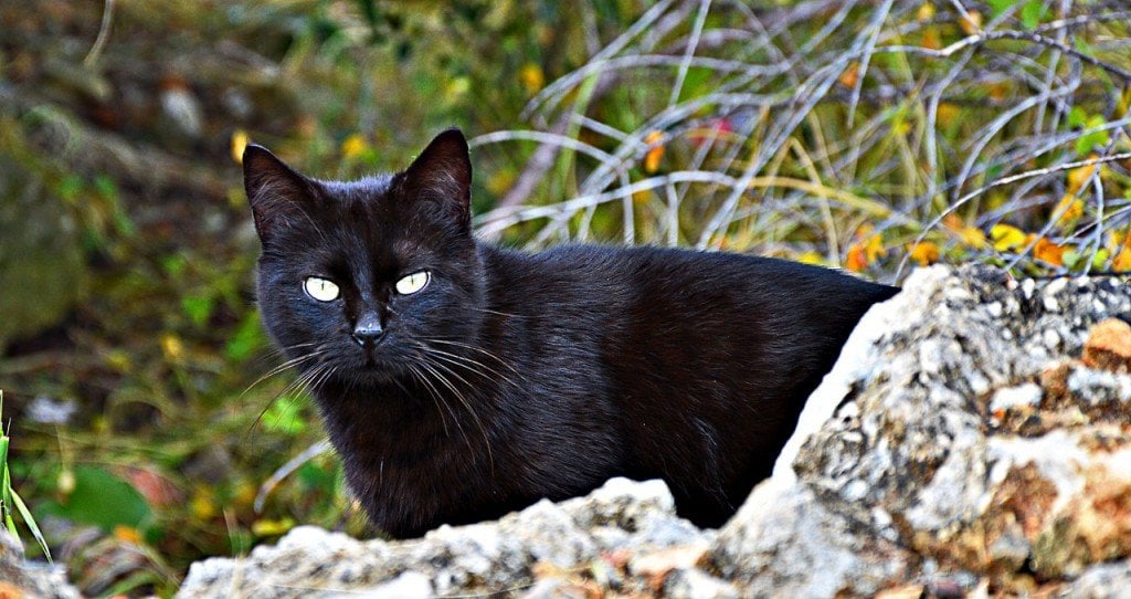Gato eyeshine