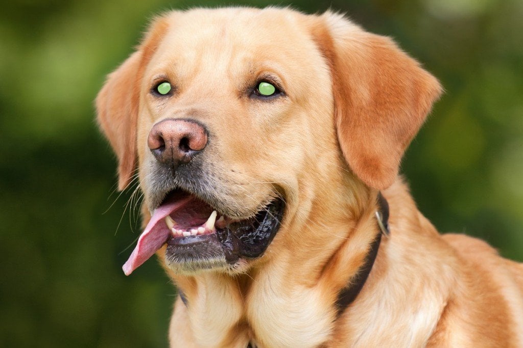 Cão eyeshine