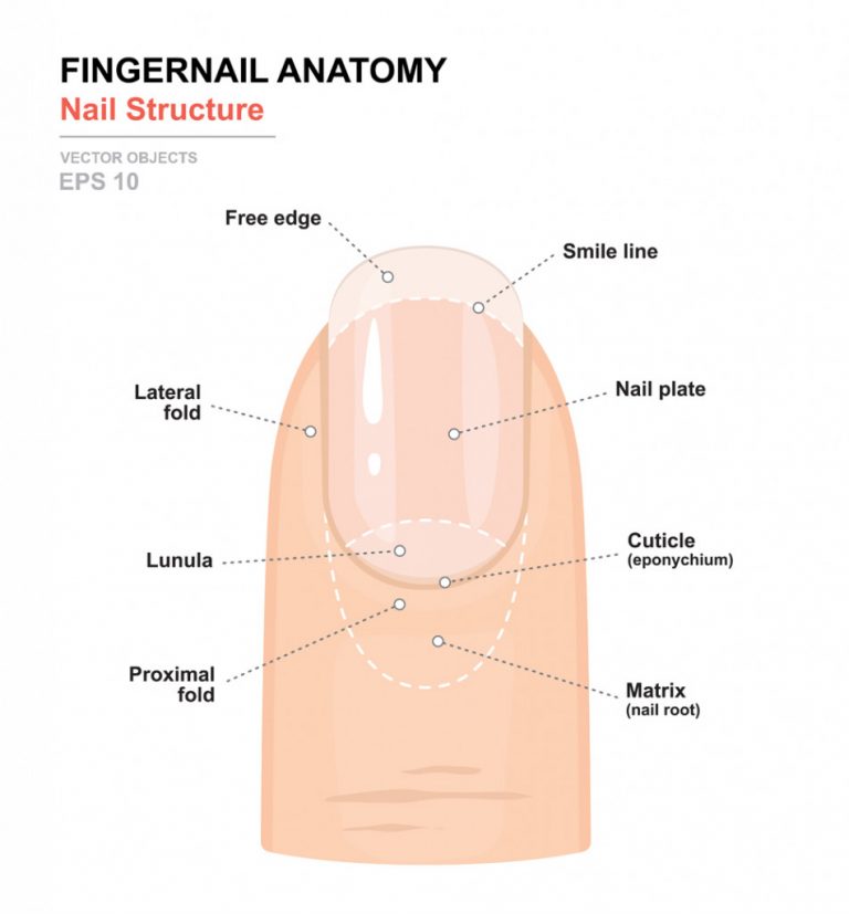 Why Do Fingernails Grow Faster Than Toenails? » ScienceABC