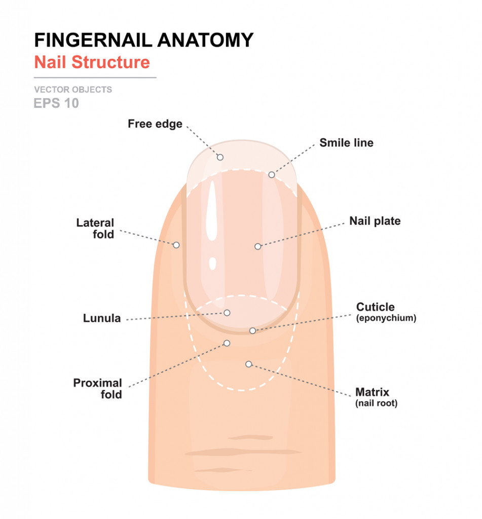 Why Do Fingernails Grow Faster Than Toenails? » ScienceABC
