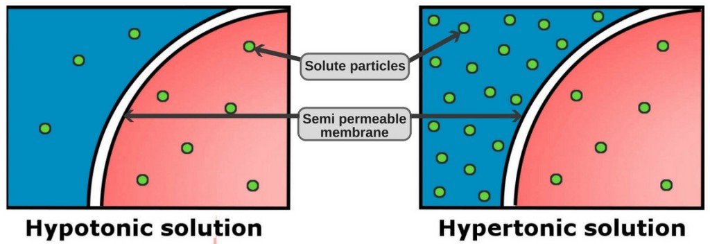 Hypotonic solution hypertonic solution particles