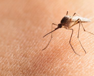 Macro shot of bloodsucker Northern house mosquito (Culex pipiens) sitting on human skin (Anest)