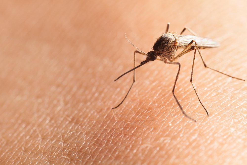 Macro, tiro, bloodsucker norte, casa, mosquito, (Culex, pipiens), sentando, human, pele, (Anest)