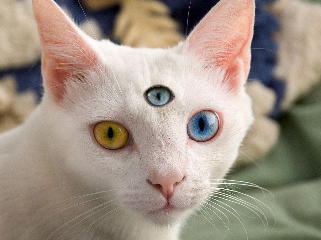 Can Animals Have A Third Eye?