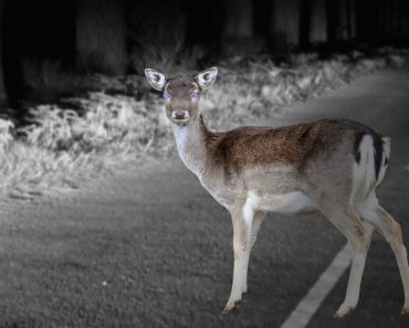 Dear walking on road in night