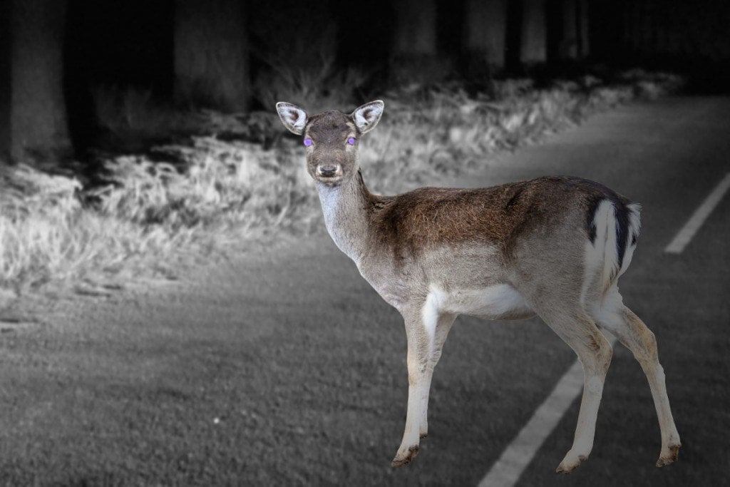 Dear walking on road in night