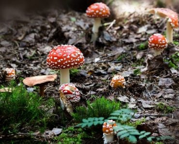 How Do Mushrooms Make It Rain?