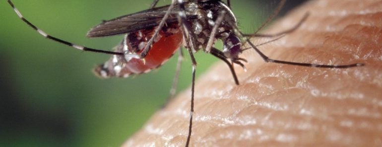 Mosquito biting human