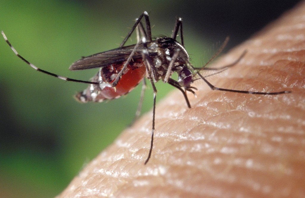 Mosquito biting human