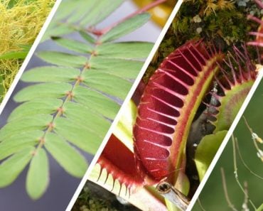 Can Plants Hear, Smell, See, Touch Or Taste Stuff?