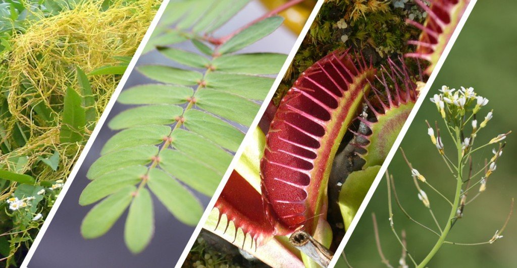 Can Plants Hear, Smell, See, Touch Or Taste Stuff?