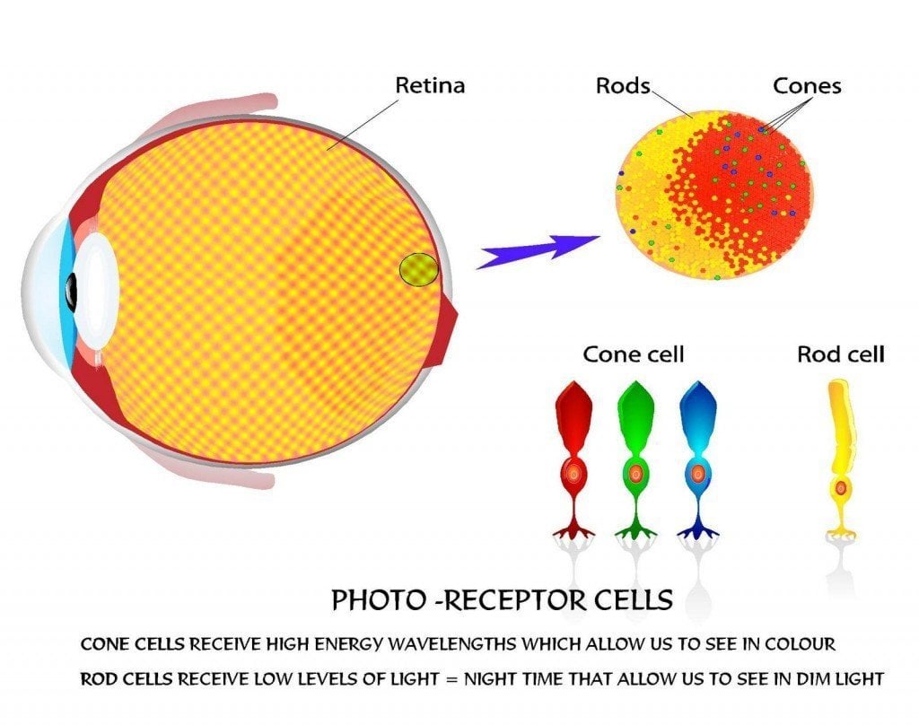 Células fotorreceptoras