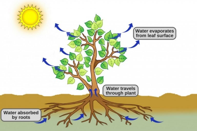 Why Do Vendors At Grocery Stores Spray Water On Fruits And Vegetables