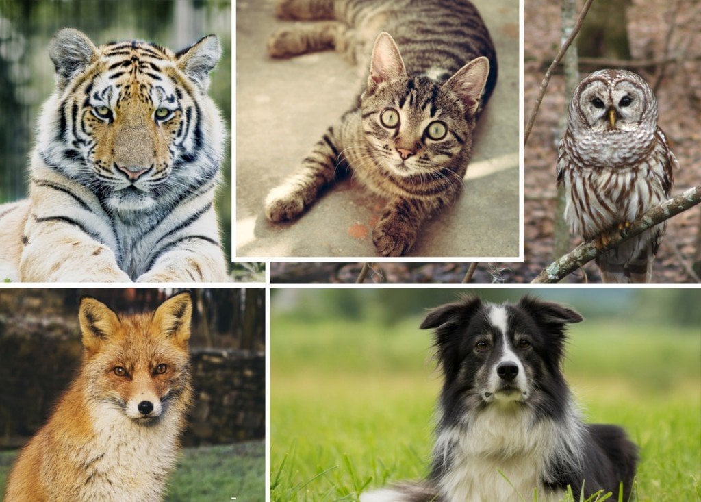 Animais com visão noturna melhor do que os seres humanos e você sabe a broca cão gato coruja tigre raposa