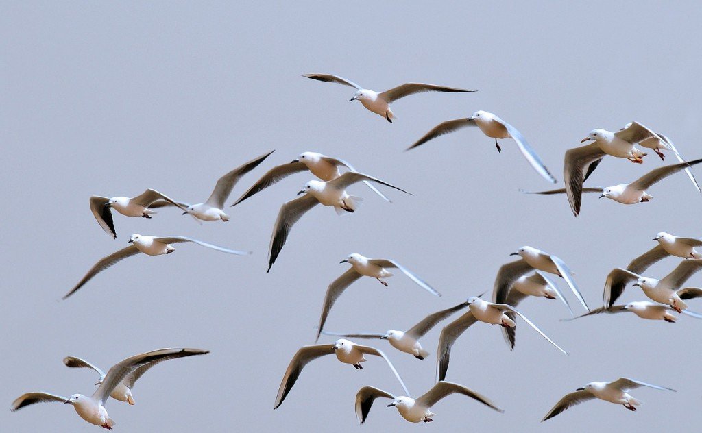 Como acompanhar o movimento de pássaros em todo o globo?