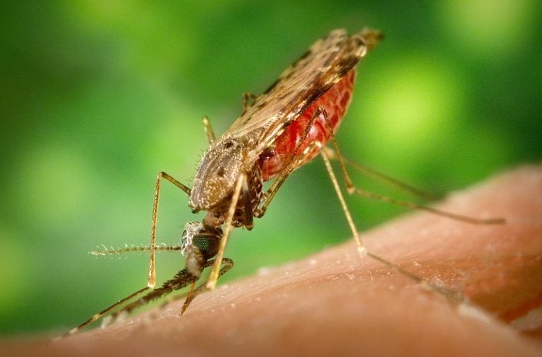 Where Do Mosquitoes Go During Daytime? » ScienceABC