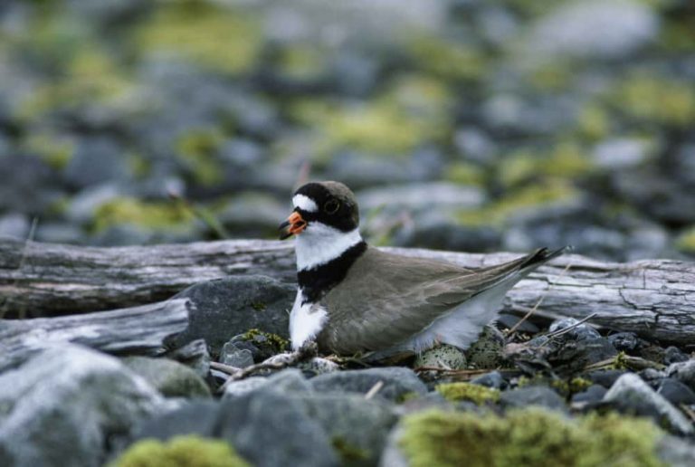 Filial Cannibalism Why Do Animals Eat Their Young?