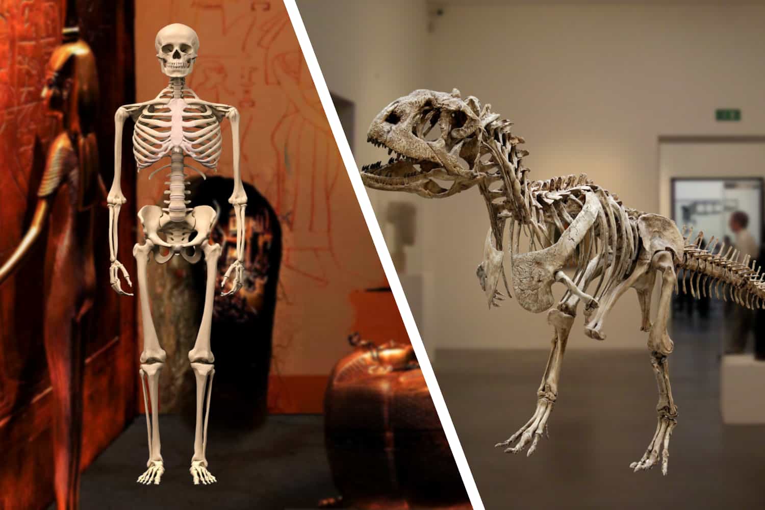 Human & Dinosaur Skeleton