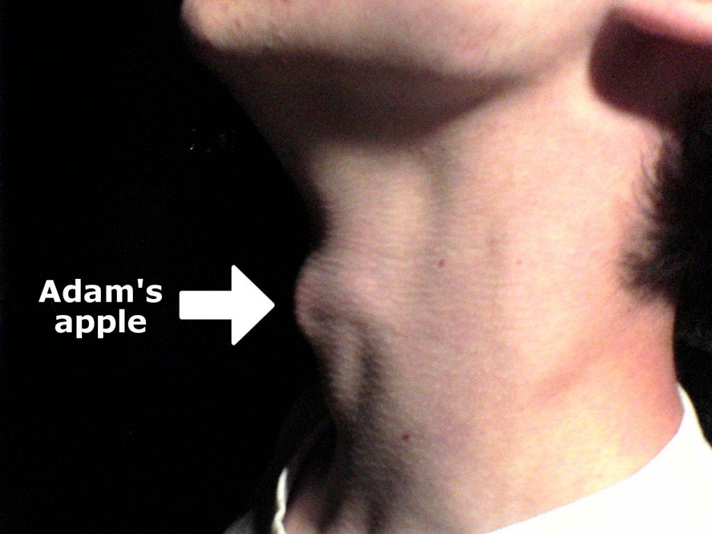 Myneck adams apple Um exemplo de proeminência laríngea masculina.