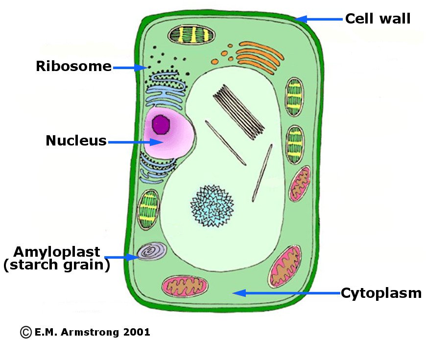 Plant Cell Must Have : Part 4: The Plant Cell | Aceites esenciales dōTERRA - The functions of the nucleus and organelles are necessary for the cell operation.