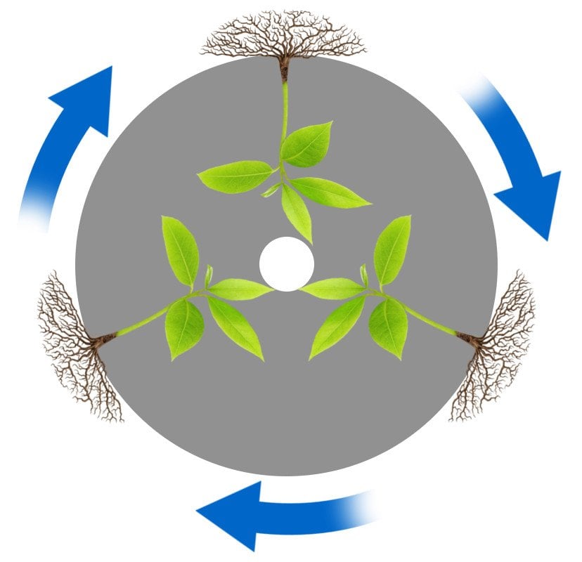 How Do Seeds Know That They Have To Grow Upwards Against Gravity