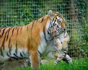 Tiger carrying cub in mouth