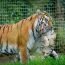 Tiger carrying cub in mouth