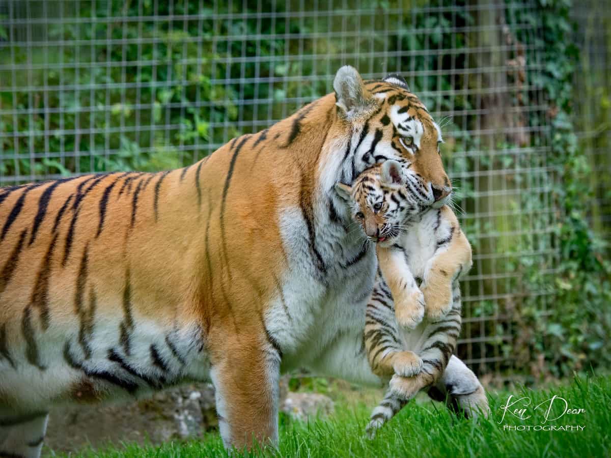 Filial cannibalism: Why do animals eat their young? Filial cannibalism: Why do animals eat their young?
