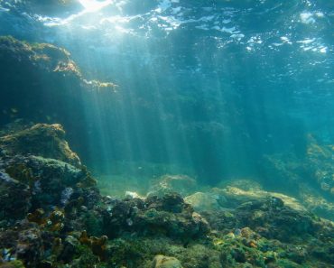 Underwater sunbeams through the water surface viewed from the seabed on a reef of the Caribbean sea, natural scene ocean (Seaphotoart)(s)