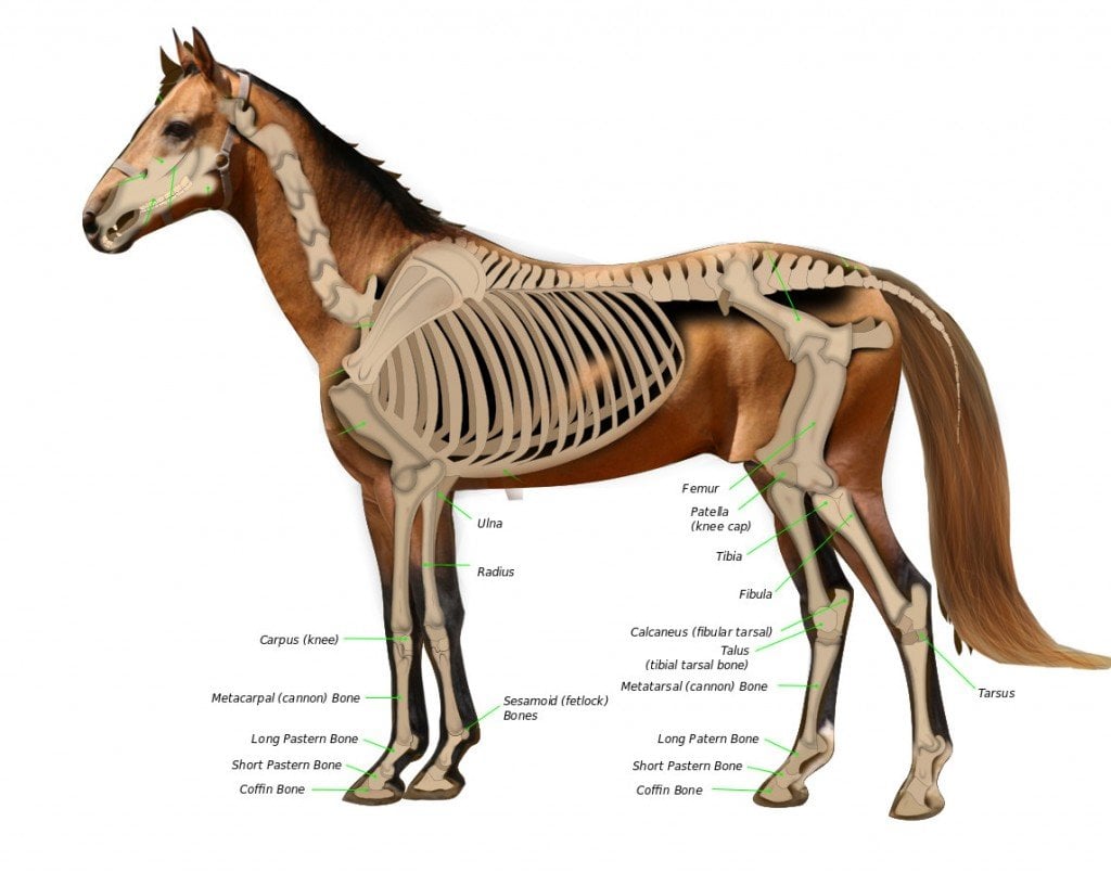 Porque É Que Eutanasiam Um Cavalo Com Uma Perna Partida? "Science ABC
