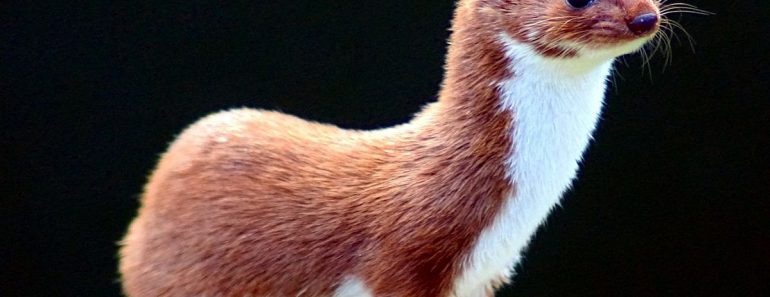 Weasel: Facts You Should Know Before Getting A Weasel