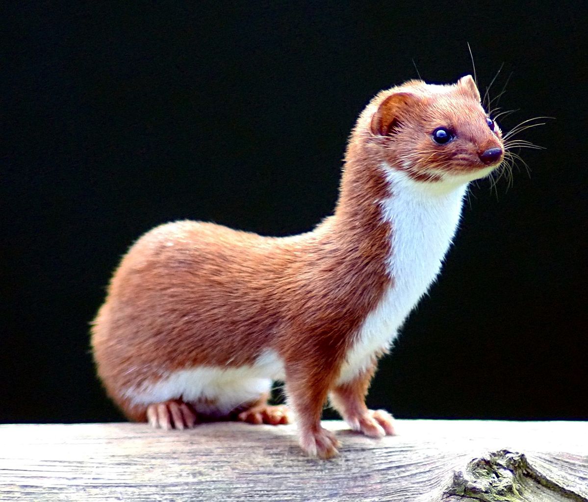 Weasel: Facts You Should Know Before Getting A Weasel