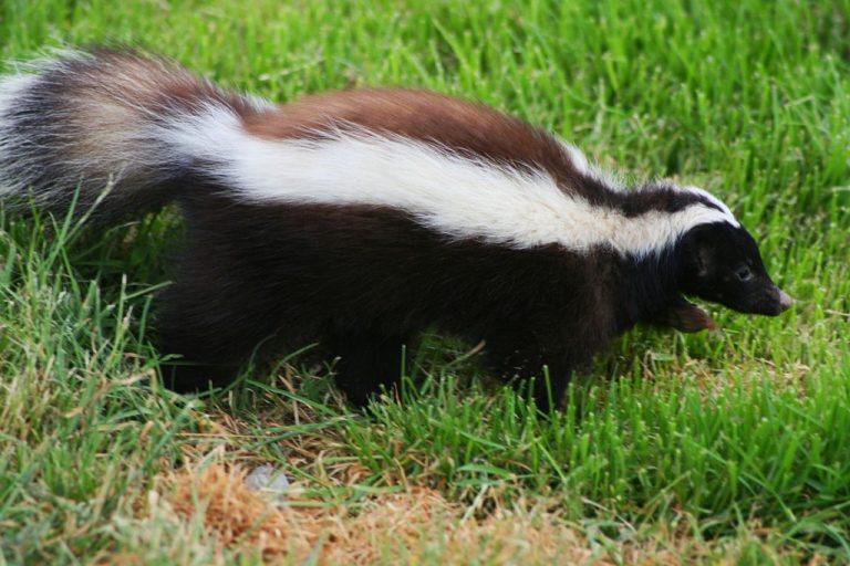 Skunk Spray Why Do Skunks Smell So Bad/Pungent?