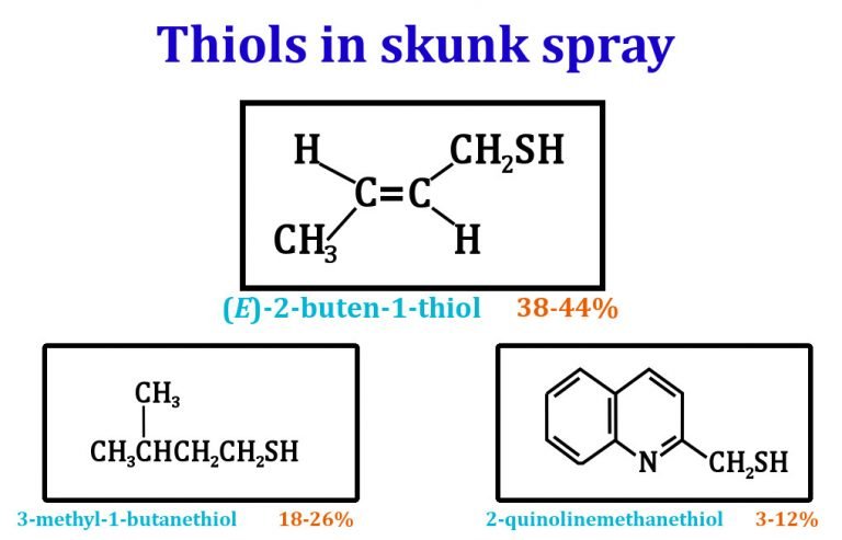 Skunk Spray: Why Do Skunks Smell So Bad/Pungent?