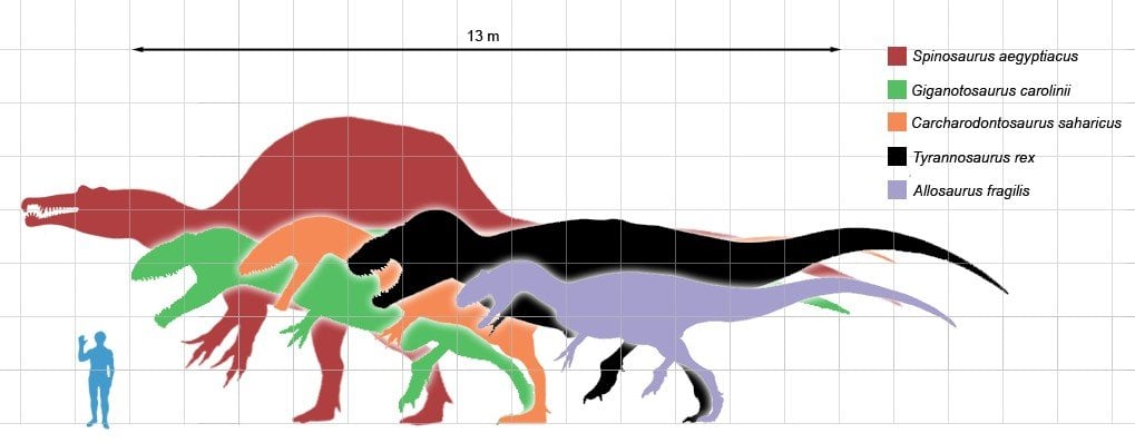 T Rex Size Comparison Chart