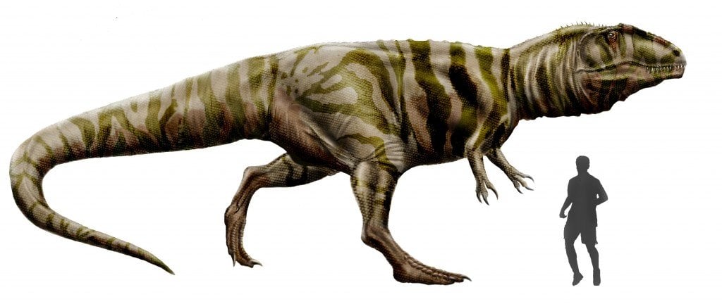 Giganotosaurus vs T Rex: Comparison of Size, Speed And Intelligence - Giganotosaurus Vs T Rex Size