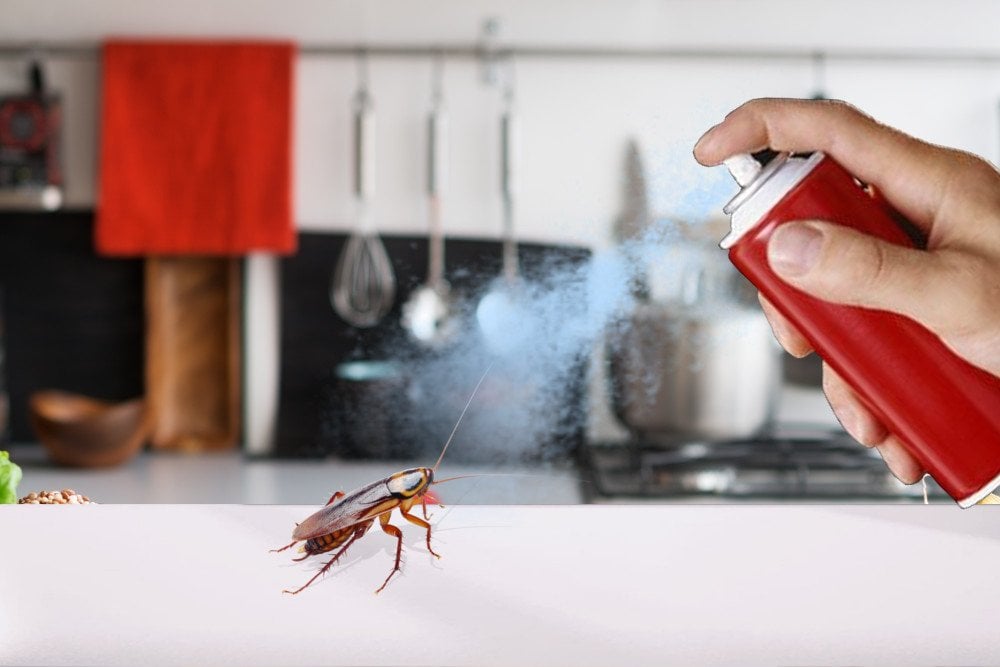 How Do Bug Sprays (Like Raid and Baygon) Kill Cockroaches? » Science ABC