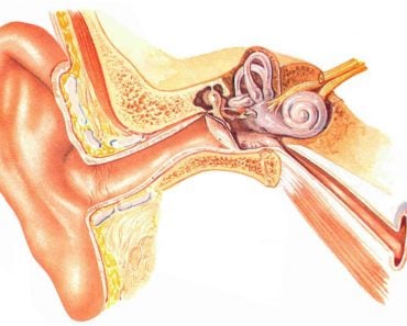 Basilar Membrane: What Is It? What Are Its Functions?