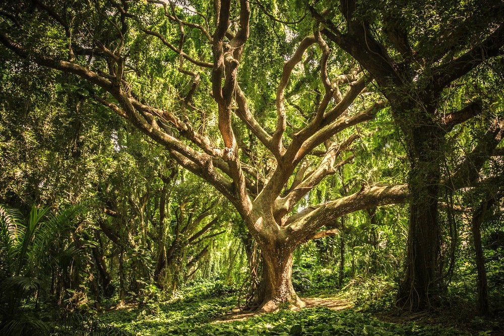 Nature-old-tree.jpg