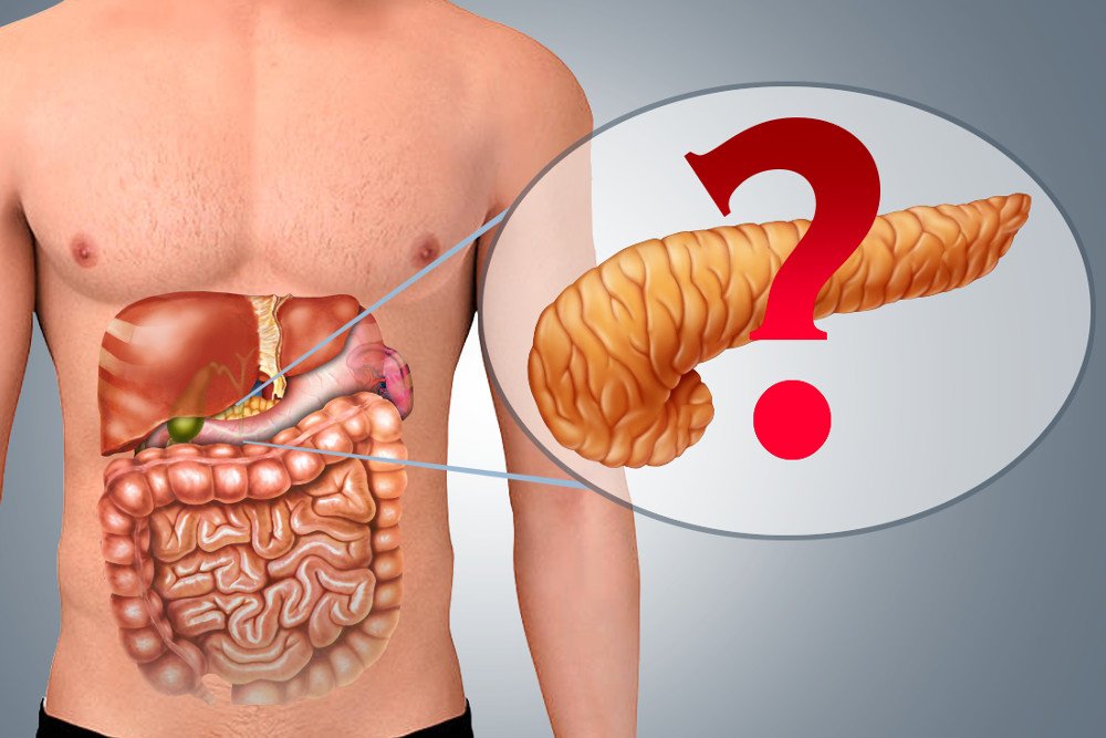 Pancreas in Human body