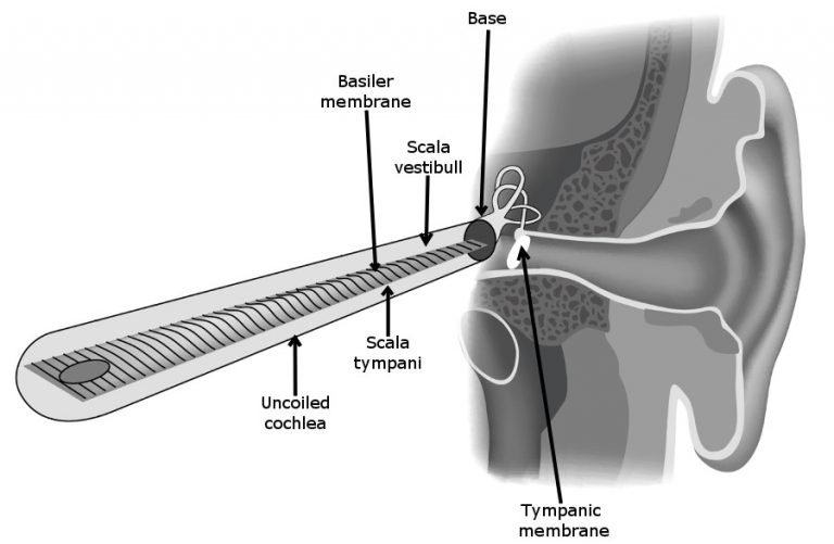 Basilar Membrane What Is It? What Are Its Functions? » ScienceABC