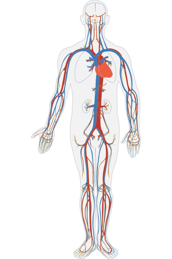 Is Blood Blue? Why Does Human Blood in Veins Look Blue?