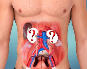 Without kidney organ body