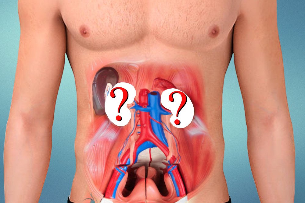 Without kidney organ body