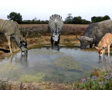 Animals drinking from pond