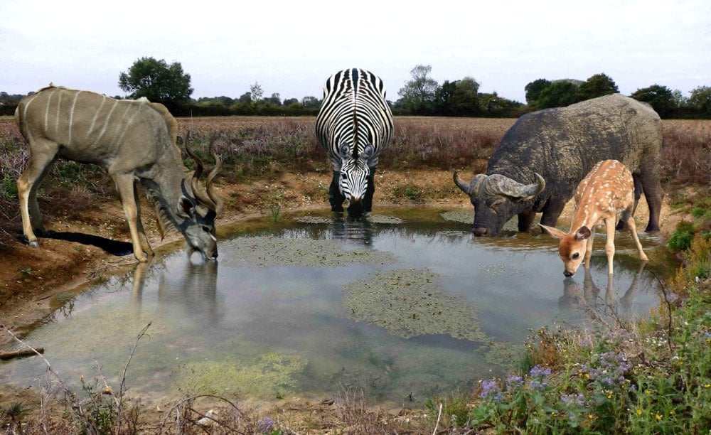 Animals drinking from pond